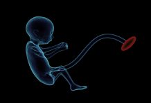 fetus placenta