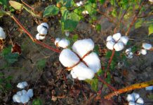 retailers cotton supply Xinjiang China