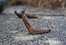 research project volunteers slug populations UK