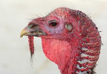 All captive birds in UK to be kept indoors amid bird flu outbreak